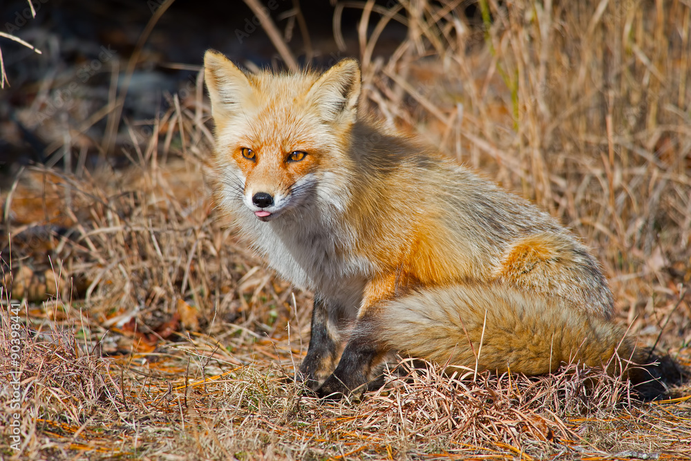 Red Fox in the Woods Red Fox in the Woods