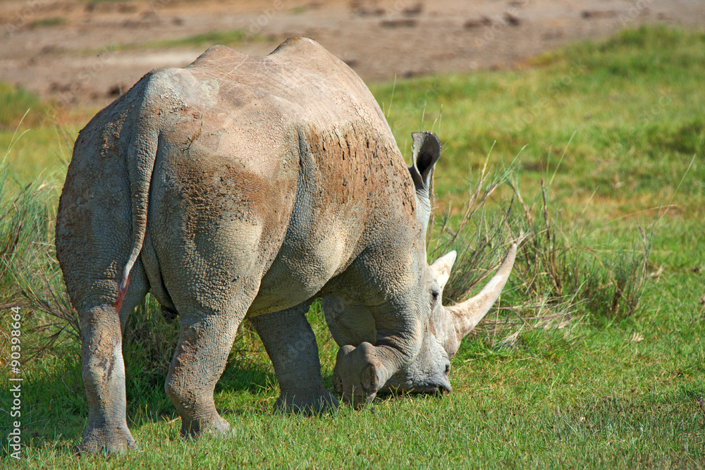 Obraz premium White rhino