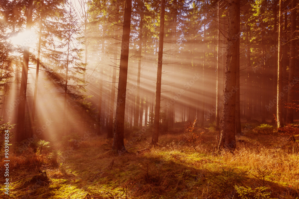 Obraz premium an autumn forest and fog