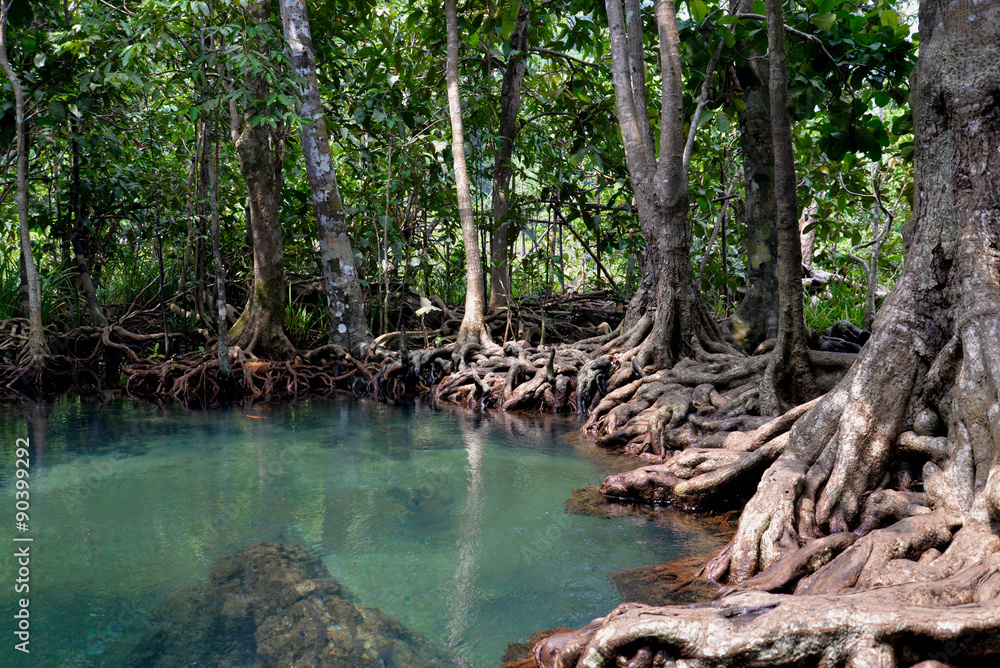 Fototapeta premium Las bagienny kanału Tha-Pom, Krabi, Tajlandia