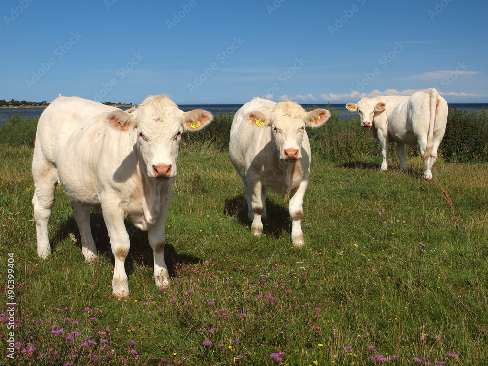 Charolais- Rinder auf der Insel Öland in Schweden Charolais- Rinder auf der Insel Öland in Schweden