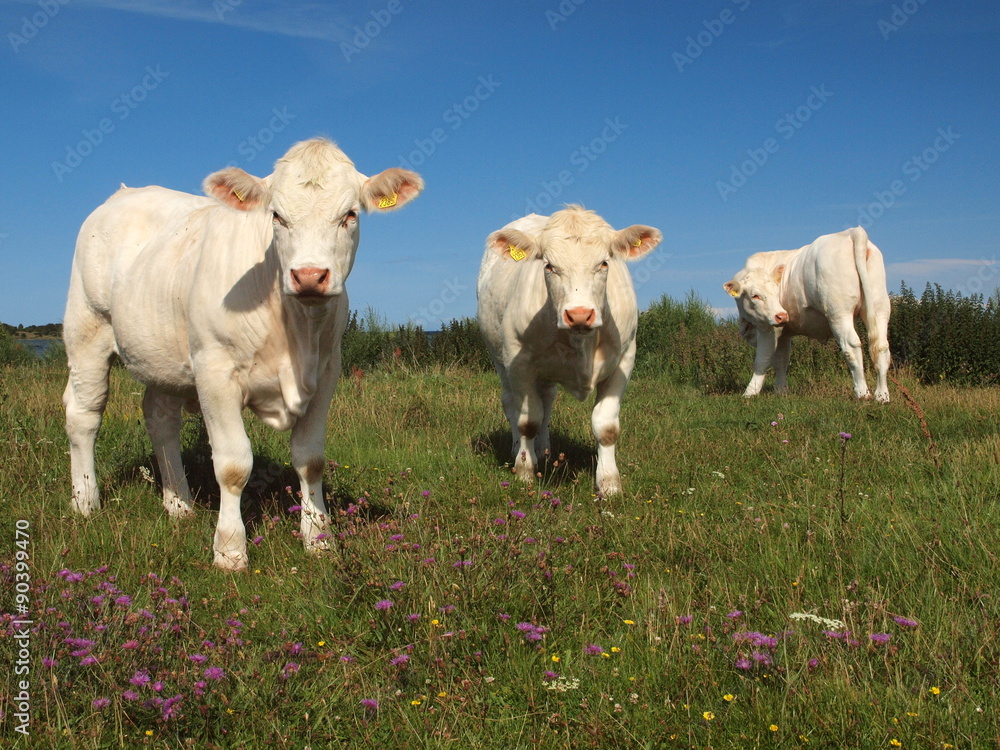 Charolais- Rinder auf der Insel Öland in Schweden Charolais- Rinder auf der Insel Öland in Schweden