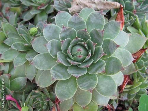 Shot of green plant Sempervivum tectorum