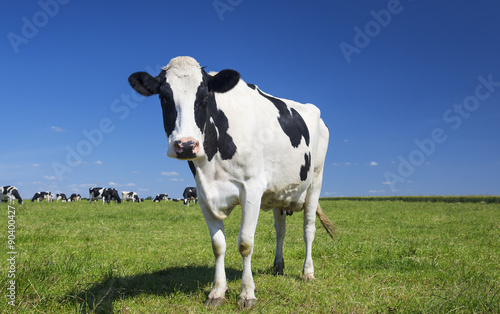 cow on green grass with blue sky