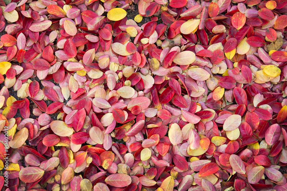 Colorful autumnal leaves background Colorful autumnal leaves background