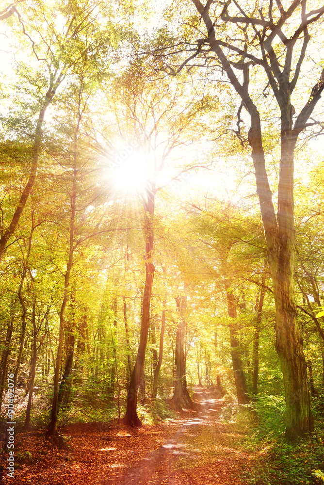Sunbeams between trees in a forest in autumn Sunbeams between trees in a forest in autumn