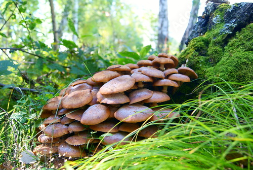 Armillaria mellea mushroom honey fungus
