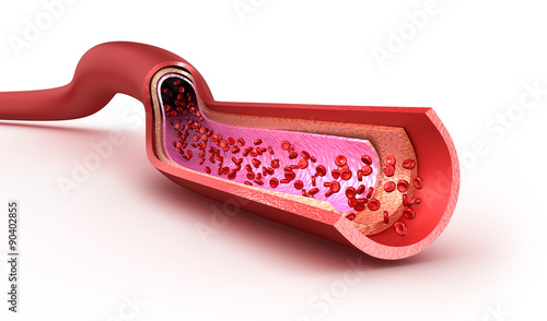 Foto Blood vessel sliced macro with erythrocytes. Isolated on white