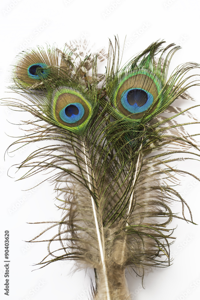 Obraz premium Tavus Kuşu Kuyruğu