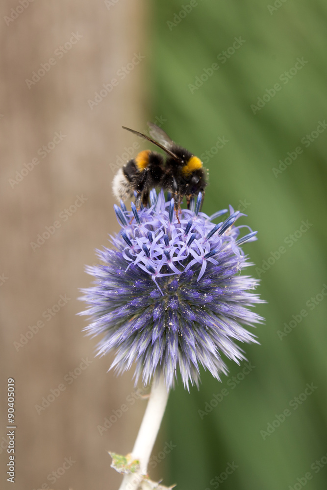 honeybee on blue allium blossom with blurred background honeybee on blue allium blossom with blurred background