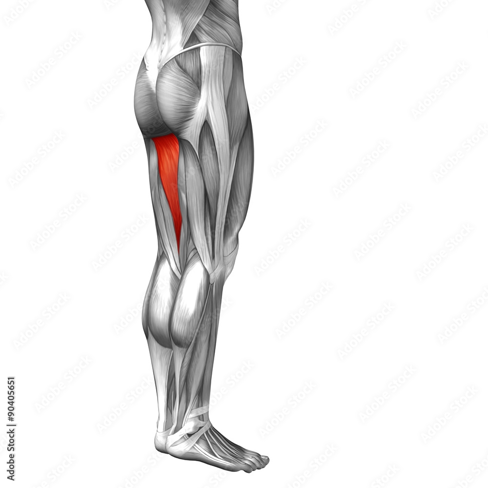 Conceptual 3D human back upper leg muscle anatomy Conceptual 3D human back upper leg muscle anatomy