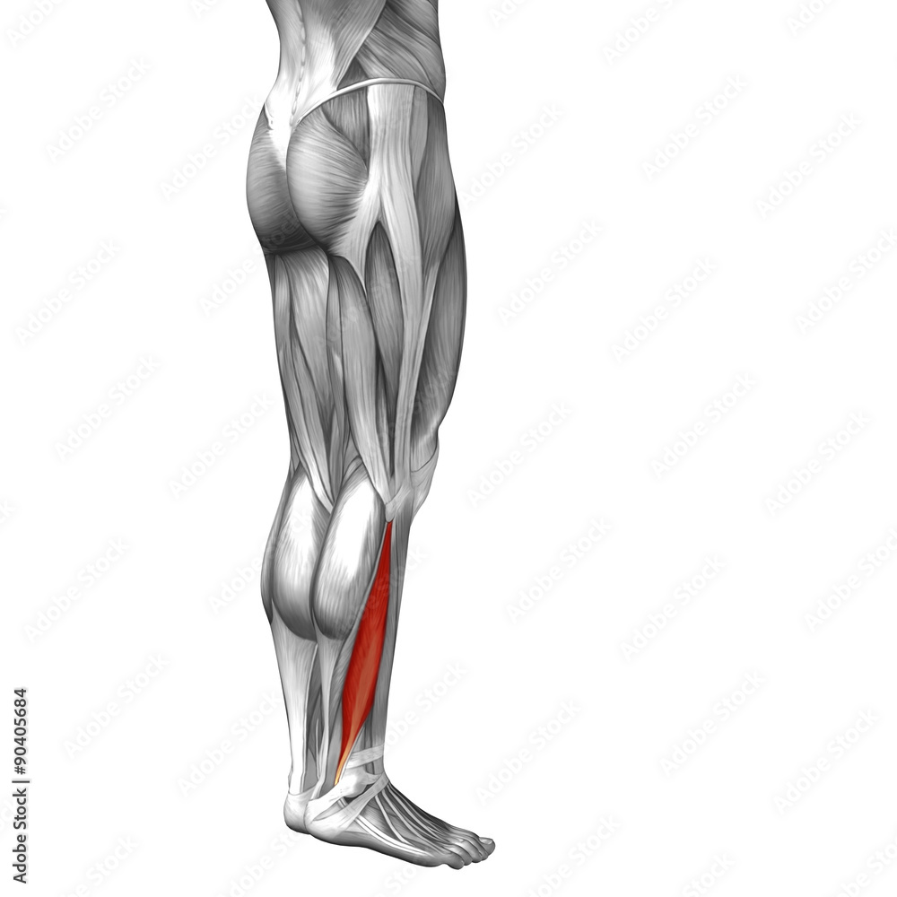 Conceptual 3D human back lower leg muscle anatomy Conceptual 3D human back lower leg muscle anatomy