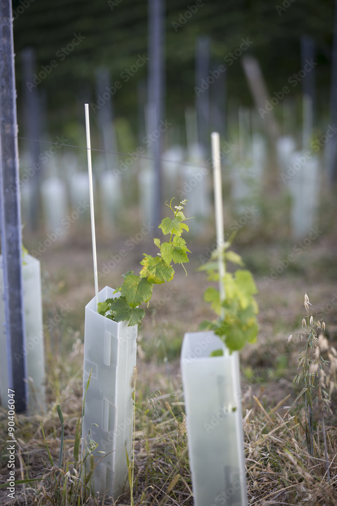 junge Weinpflanzen,junger Wein, anpflanzen, Südsteiermark