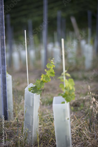 Obraz na płótnie junge Weinpflanzen,junger Wein, anpflanzen, Südsteiermark w salonie