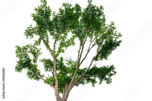 Natural green tree isolated on white background.