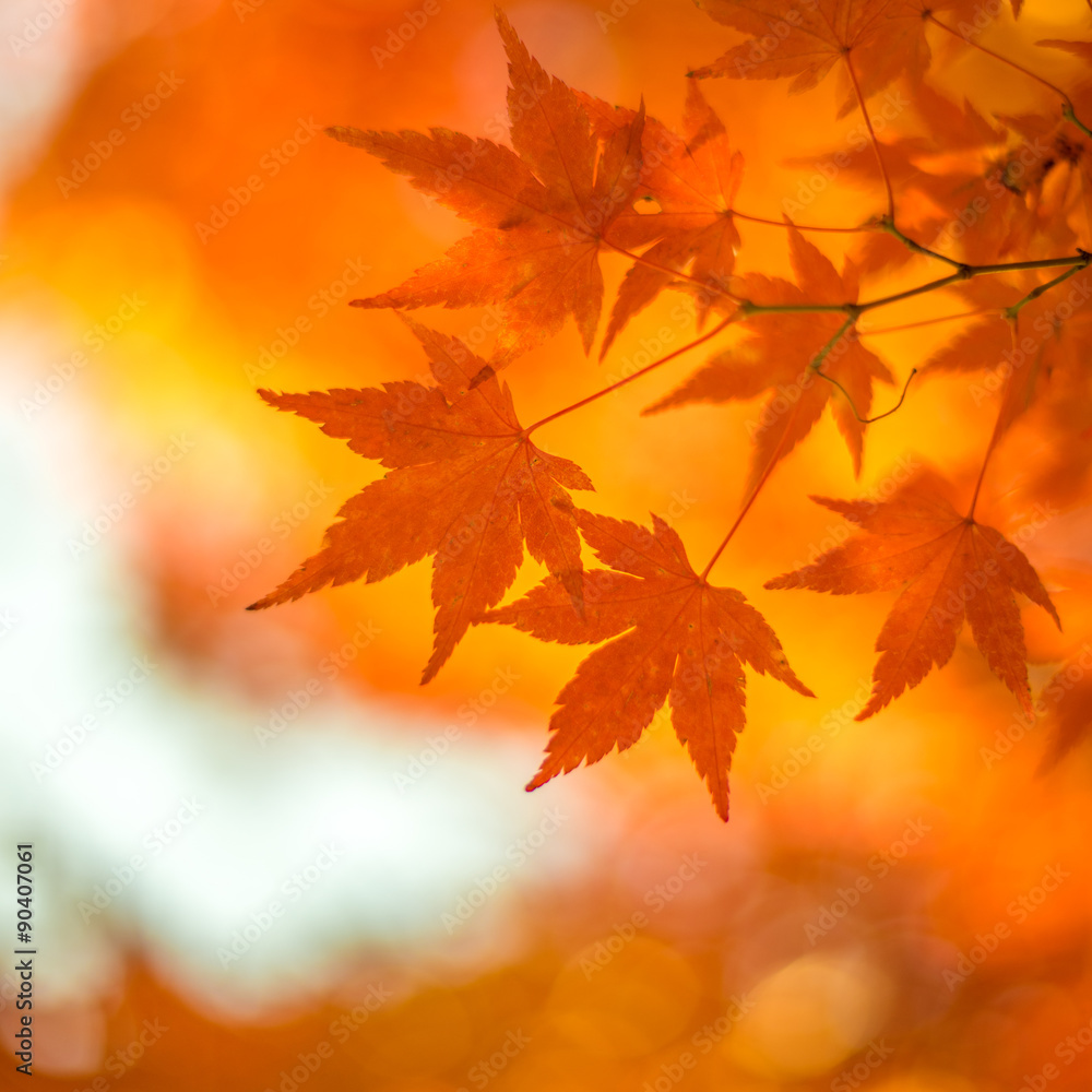 autumn leaves, very shallow focus autumn leaves, very shallow focus