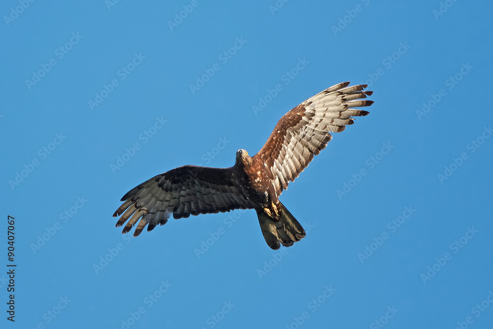 Fototapeta premium European Honey Buzzard (Pernis apivorus)