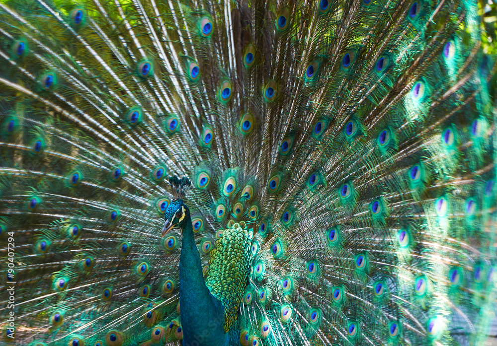 Obraz premium Peacock with beautiful colorful tail