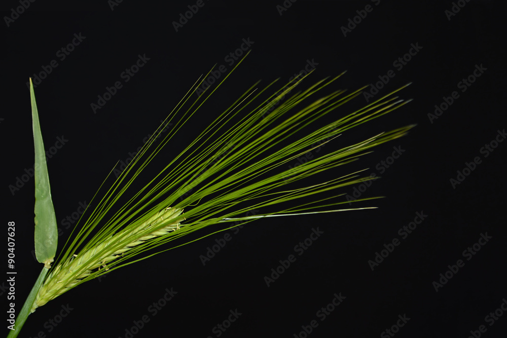 Green barley on black background Green barley on black background