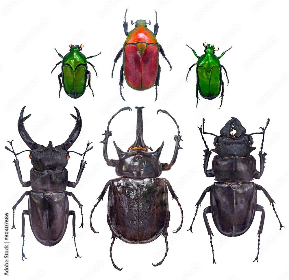 Obraz premium close up on insect Beetle,or bug, isolated on white