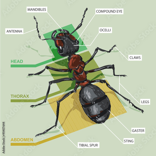 diagram of an ant