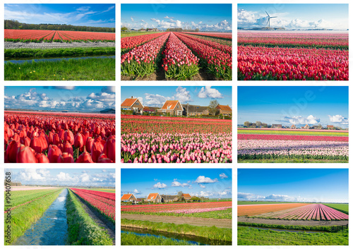 Tulips flowers, Netherlands, Holland. Collage