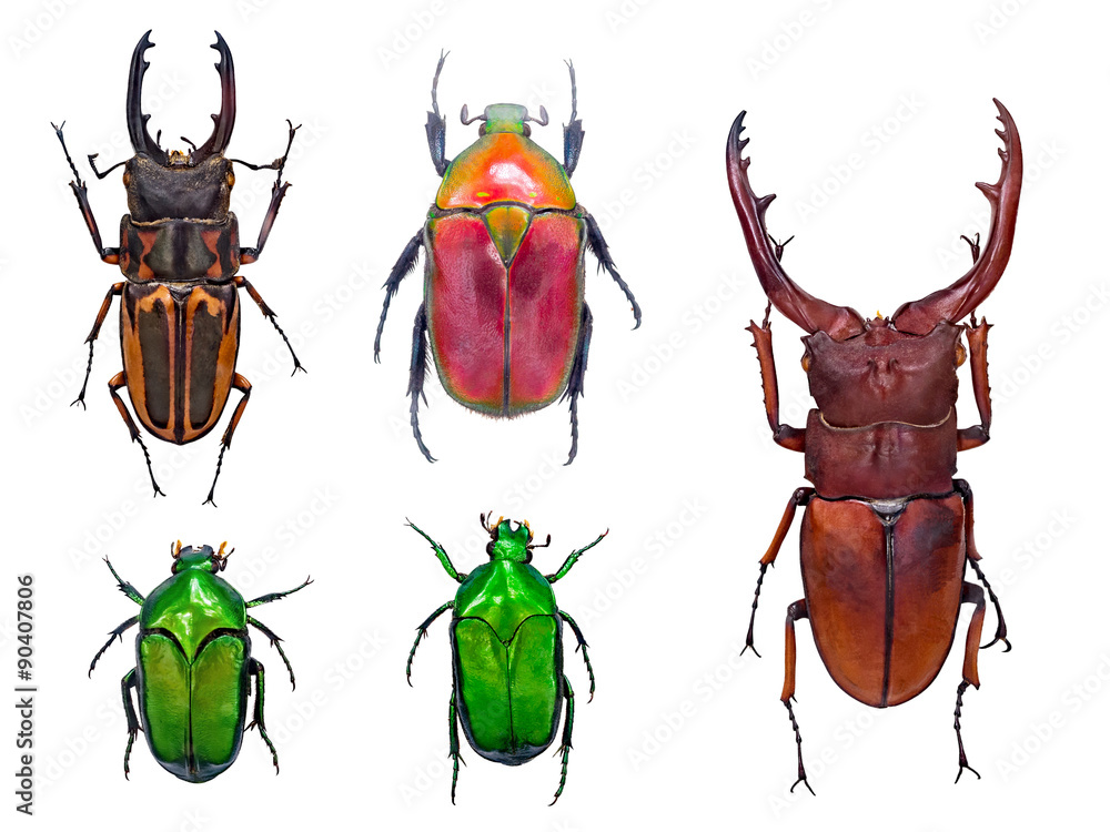 Fototapeta premium close up on beetles or bugs isolated