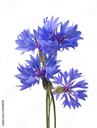 Big bluet cornflower isolated on white background photo