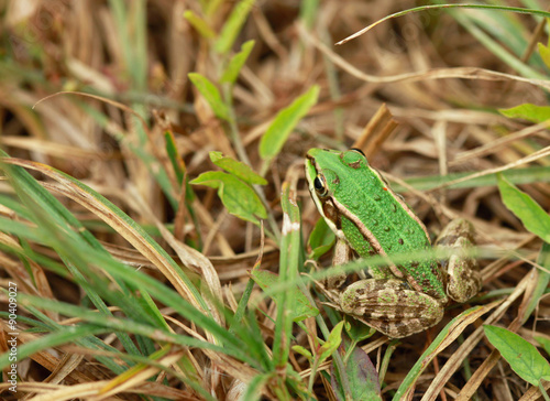 green frog © olena