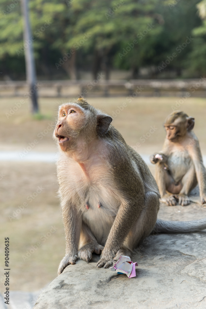 Fototapeta premium Long-tailed Macaque mother and son
