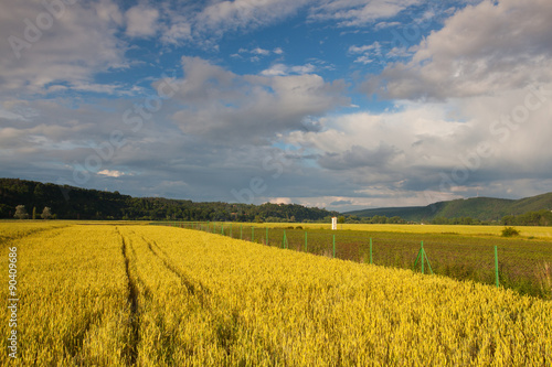 Corn field near the Prague at sunset