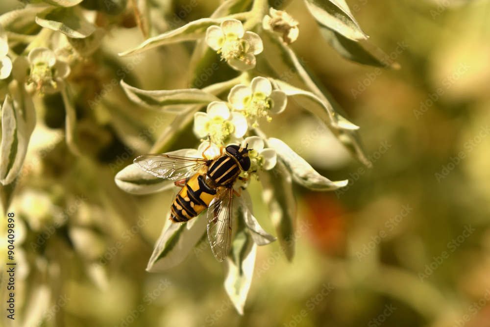 Fototapeta premium A little striped hoverfly sits on the flower