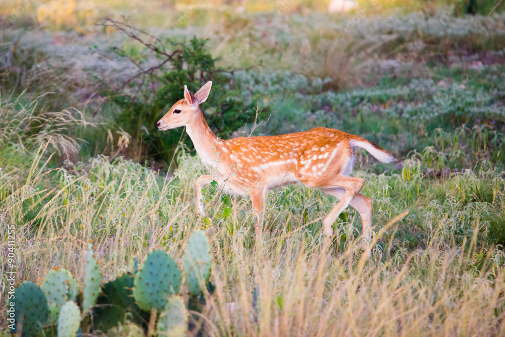 Spotted Fallow Fawn Spotted Fallow Fawn