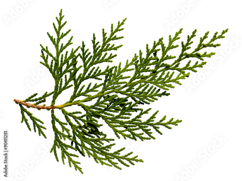 Green arborvitae branch isolated on the white background