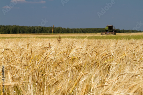 Field of wheat and harvester, wheat field, 