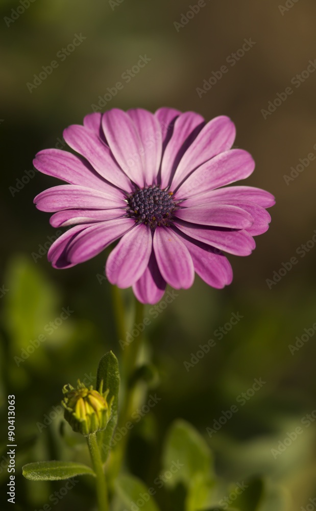 Violet flower blooming Violet flower blooming