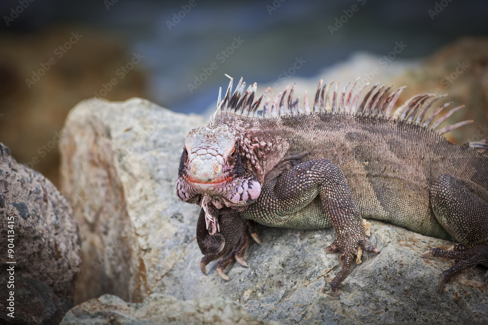 Iguana Iguana