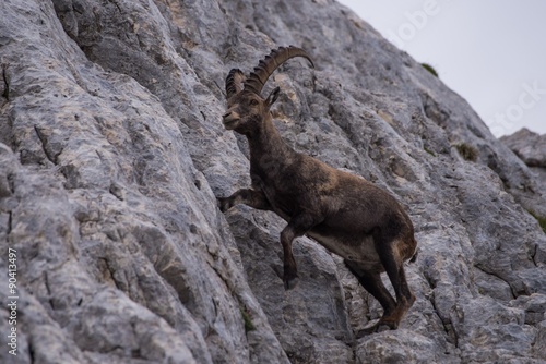 Male Ibex in Julian Alps