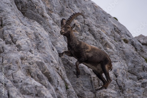 Male Ibex in Julian Alps © zkbld