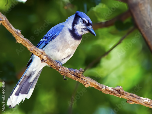 Blue Jay sitting on a branch. © Brian E Kushner