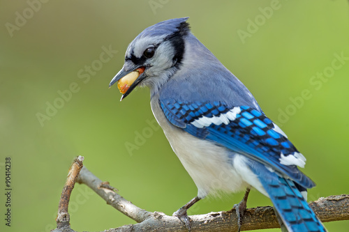 A Blue Jay with a Peanut in it's mouth.