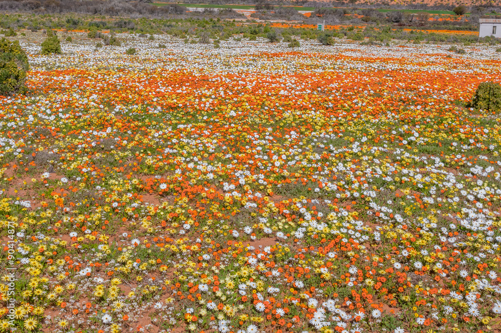 Colourful indigenous flowers near Nariep