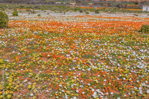 Colourful indigenous flowers near Nariep photo