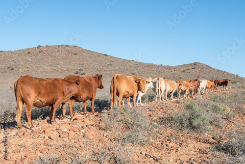 Photography Cattle in the Karoo