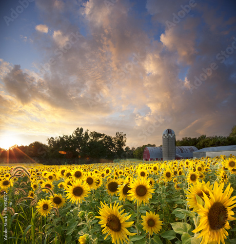 Fototapeta Naklejka Na Ścianę i Meble -  Sunflower field and barn below dramatic sunset sky