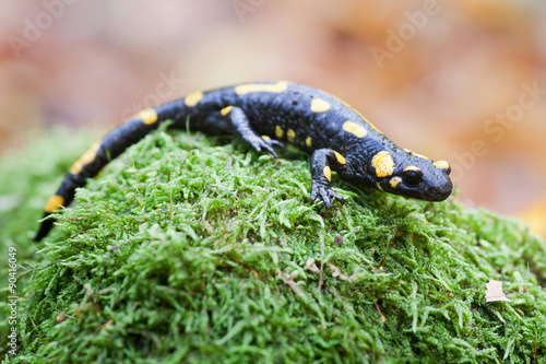A black yellow spotted fire salamander. 