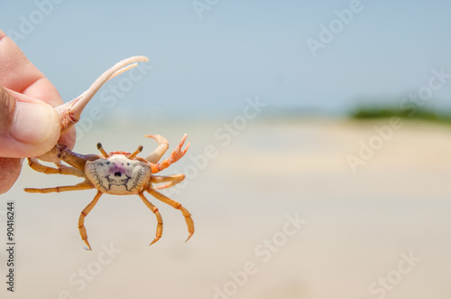 Florida fiddler Crab