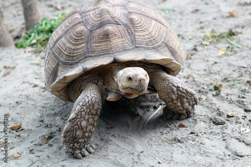 large tortoise (class of reptiles) in the wild moves on dry land