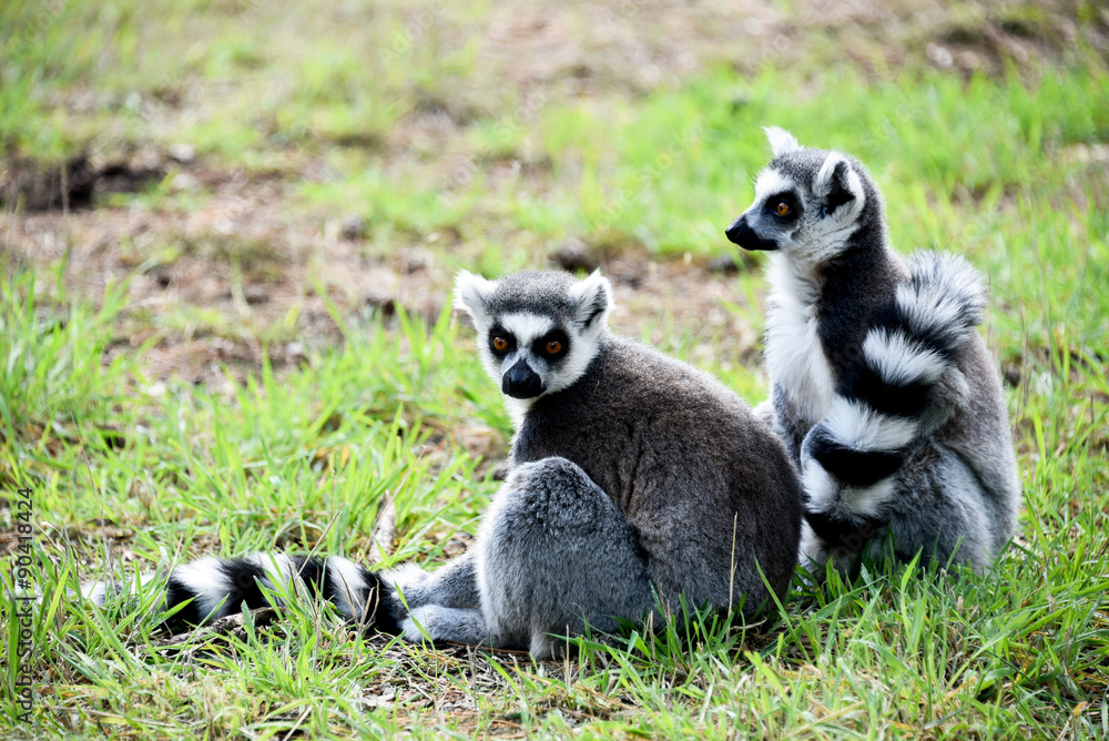 Fototapeta premium Ring Tailed Lemurs Grooming each other