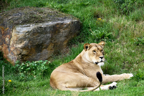 Lioness Resting on grass